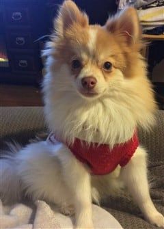 pomeranian-wearing-red-shirt 